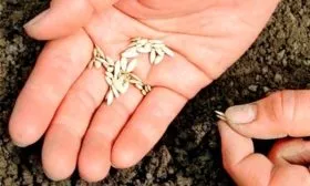 Посев семян на грядку