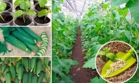 Правила посадки и выращивания огурцов семейки Весёлая