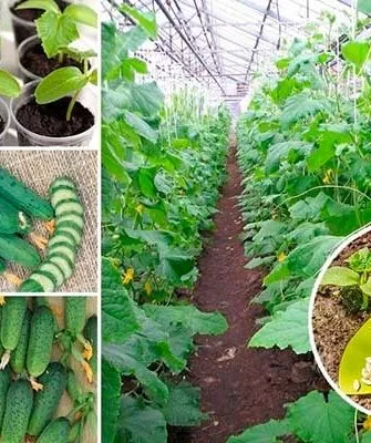 Правила посадки и выращивания огурцов семейки Весёлая
