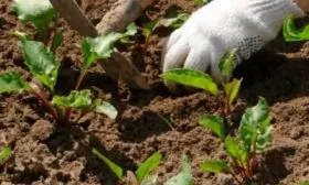 Правила ухода