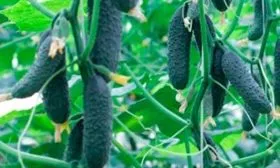 Продуктивность