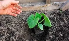 Рассадный способ выращивания огурцов