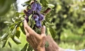 Сбор и хранение плодов