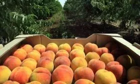 Сбор и хранение урожая