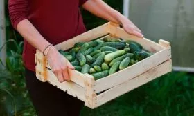 Сбор и хранение урожая