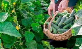 Сбор и хранение урожая