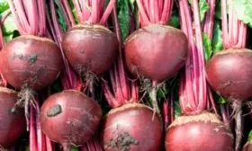 Сбор урожая