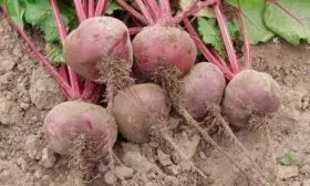 Сбор урожая