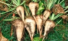 Сбор урожая