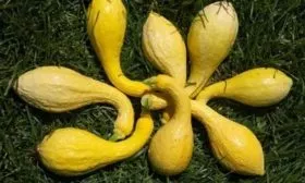 Сбор урожая