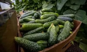 Уборка урожая