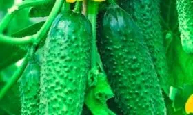 Как выращивать