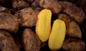 Сбор урожая