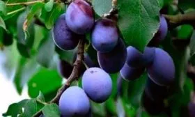 Слива сорта Дашенька