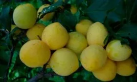 Слива Вика урожайность