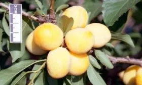 sliva-vika плоды