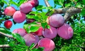 sliva-viktoriya-koroleva-viktoriya