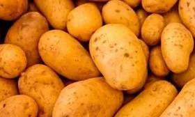 Созревание и урожайность