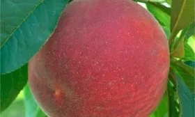 Урожайность