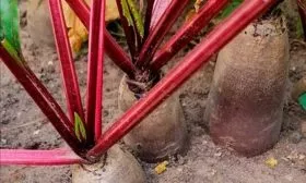 Свёкла Генеральская 4