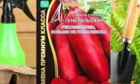 Свёкла Генеральская1