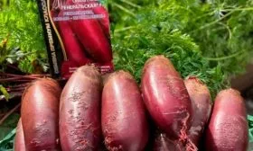 Свёкла Генеральская3