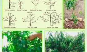 Технология формирования кроны