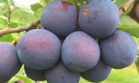 Срок созревания