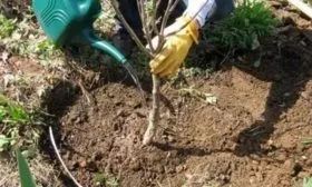 Тонкости ухода