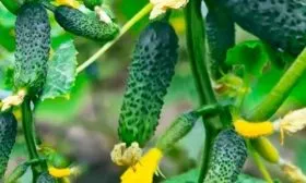 назначение