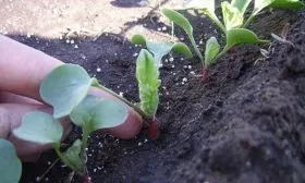 Уход за редисом