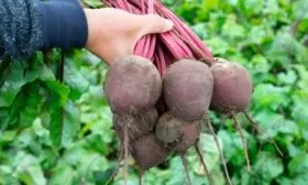 Урожайность