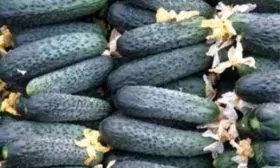 Когда созревает, урожайность