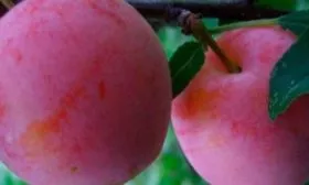 Вкус и применение