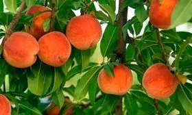 Внешний вид дерева