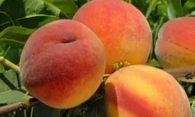 Внешний вид дерева