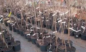 Выбор и подготовка посадочного материала