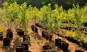 Выбор и подготовка посадочного материала2