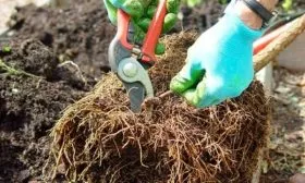 Выбор и подготовка саженцев