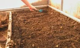 Выбор места и подготовка почвы для возделывания этого сорта огурцов