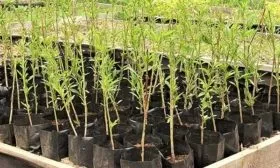 Выбор саженцев