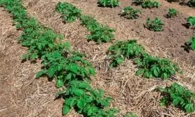 выращивание