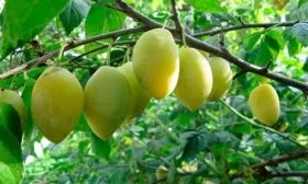 Выращивание и уход