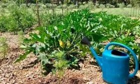 Выращивание и уход