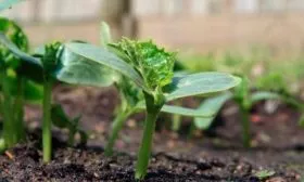 Выращивание рассадным способом