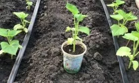 Высаживание рассады