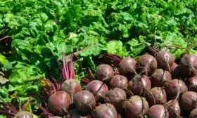 Урожайность