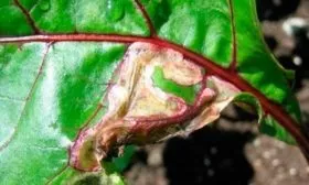 Заболеваемость, опасность вредителей