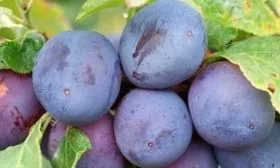 Венгерка монастырская