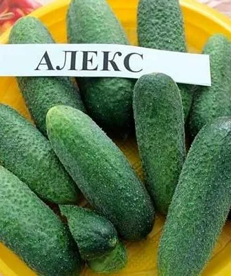 сорт алекс